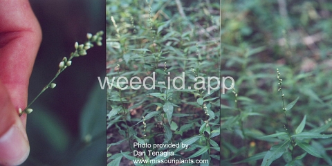 smartweed, marshpepper